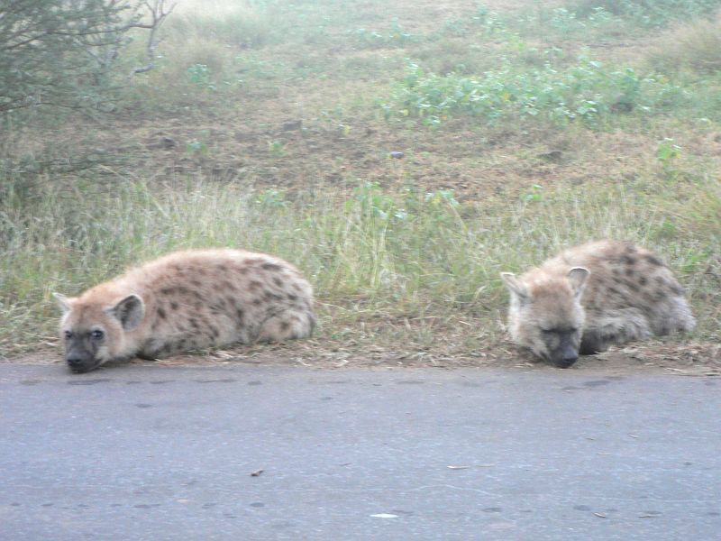 JAR 212_hyena.JPG - Druhý den jsme brzy ráno vstali, abychom viděli co nejvíce zvířat, než bude zase vedro. Asi po 500 metrech od kempu si takhle jedu a vidím dvě hromádky. Myslel jsem si, že se jedná o sloní hovna, která leží na cestách velmi často. Naštěstí jsem neměl náladu hromádku exkrementů přejet. Neboť jaké bylo mé překvapení, když se z hromádek vyklubaly dvě hyeny.